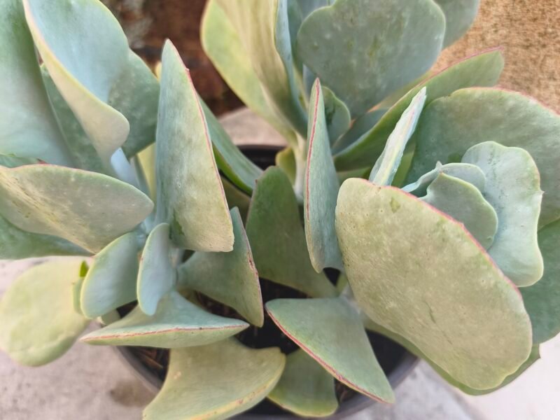 Plante grasse