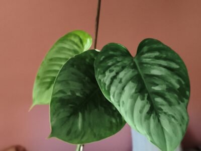 Philodendron Sodiroi