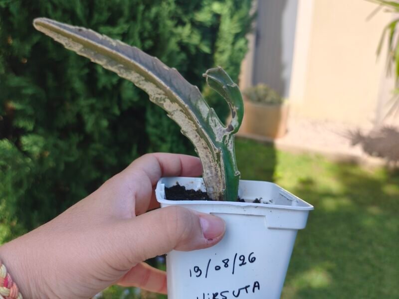Stapelia hirsuta