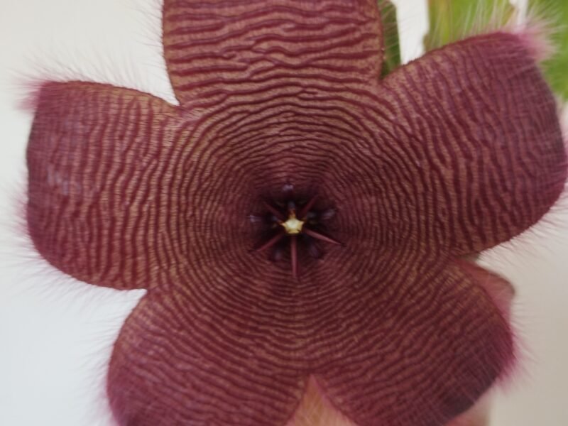 Stapelia hirsuta