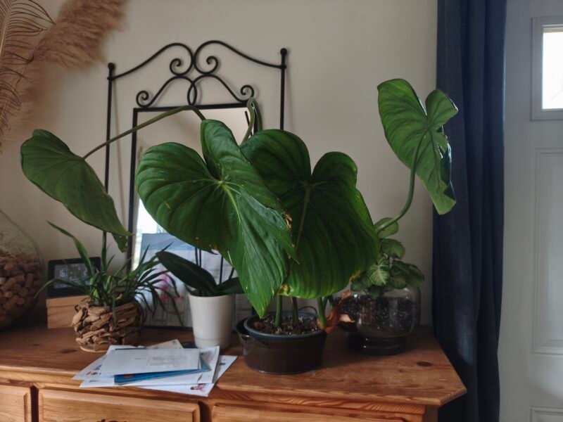 Philodendron McDowell