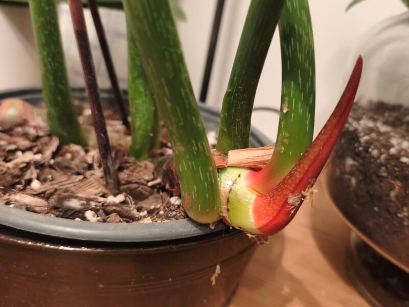Philodendron McDowell