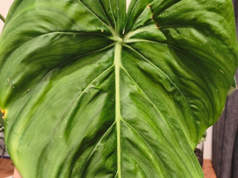 Philodendron McDowell