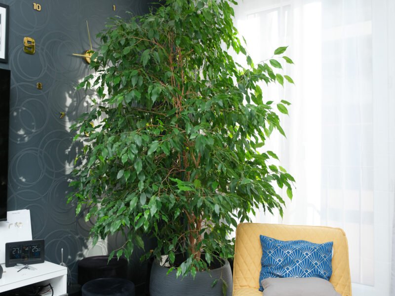 Magnifique Ficus Benjamina de 2,20 m
