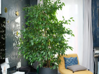 Magnifique Ficus Benjamina de 2,20 m
