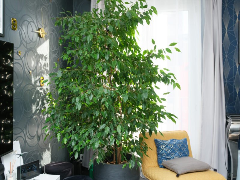 Magnifique Ficus Benjamina de 2,20 m