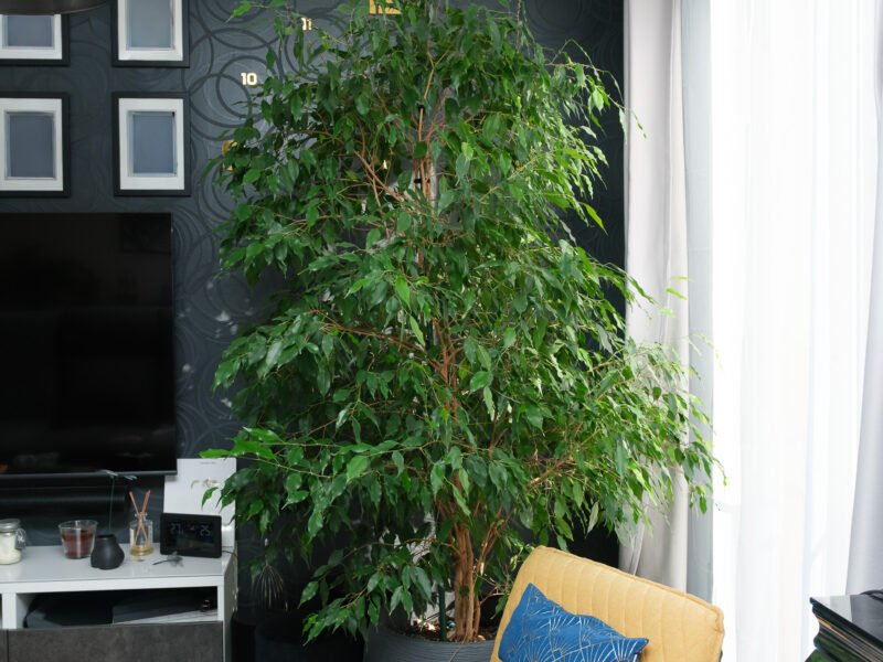 Magnifique Ficus Benjamina de 2,20 m