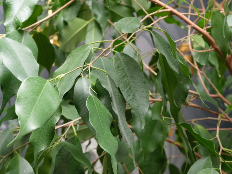 Magnifique Ficus Benjamina de 2,20 m