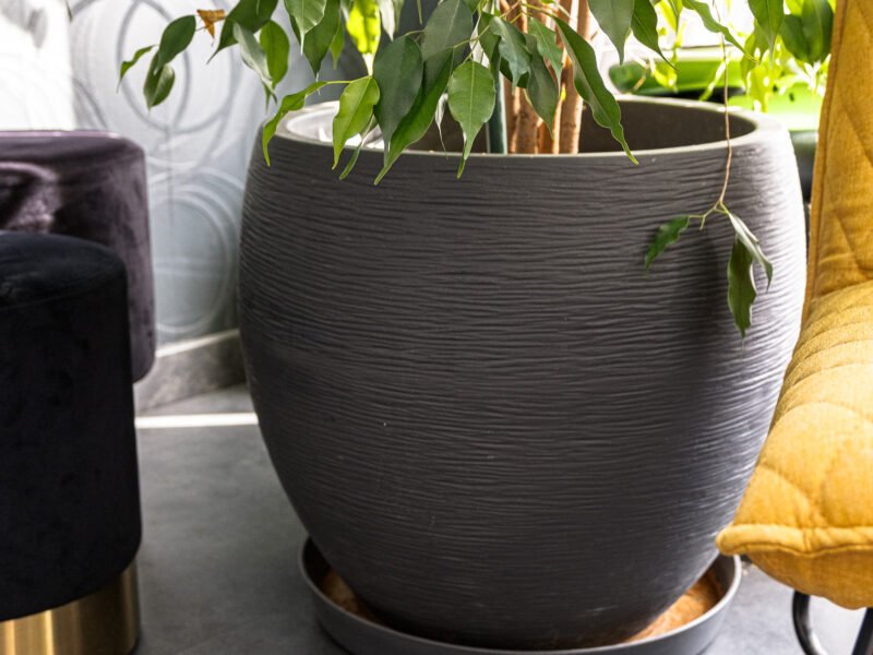 Magnifique Ficus Benjamina de 2,20 m