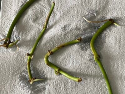 Boutures monstera adansonii