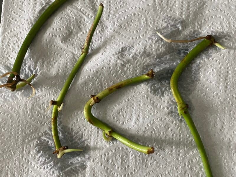 Boutures monstera adansonii