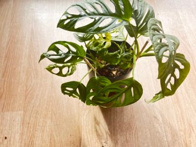 Plante Monstera Adansolini