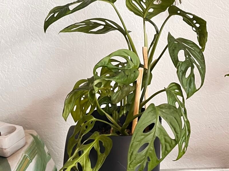 Plante Monstera Adansolini