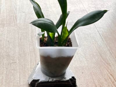 Jeune Plante Senseveria