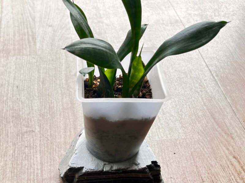 Jeune Plante Senseveria